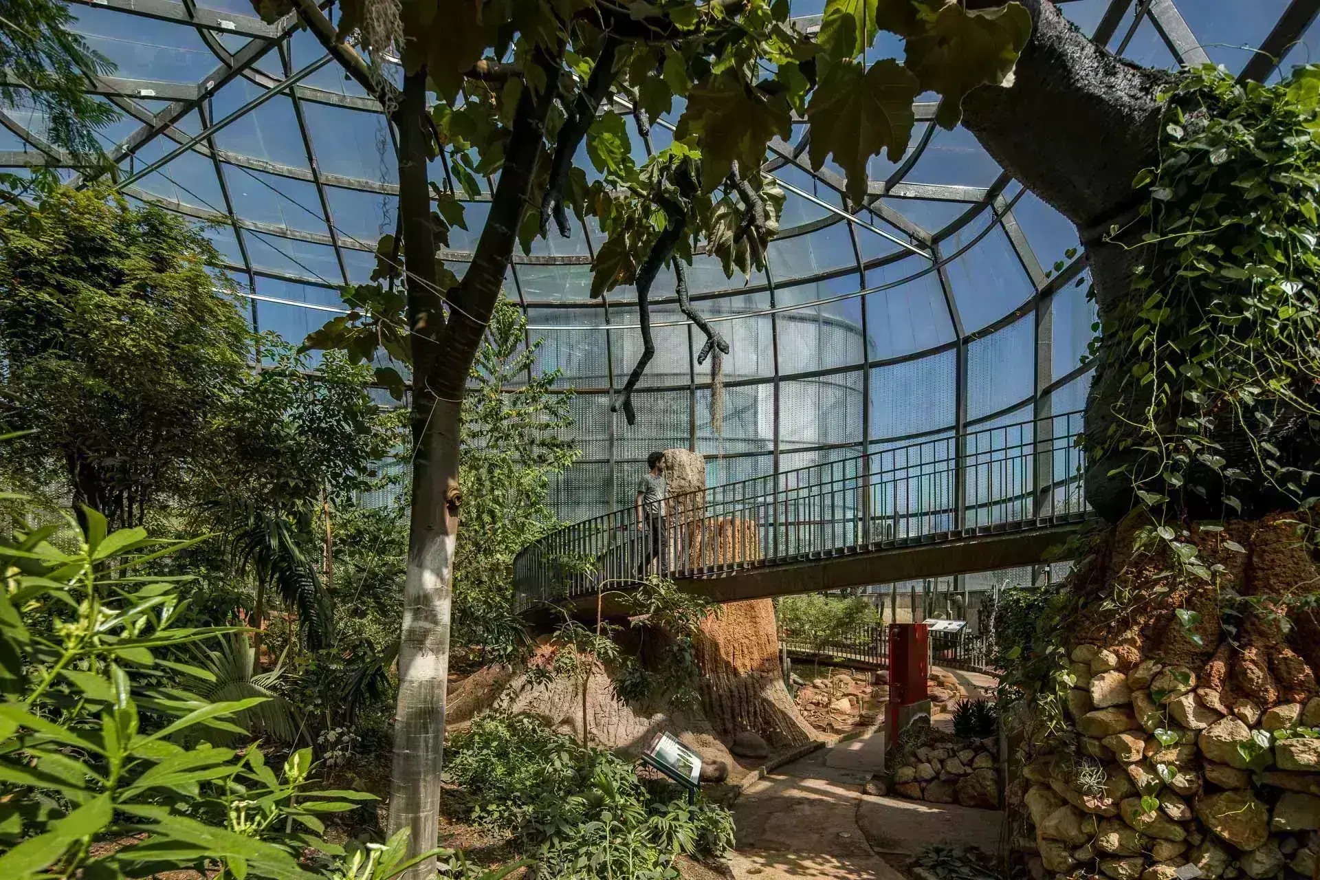 Pasarelas peatonales de concreto elevadas para el recorrido botánico en el Tropicario.
